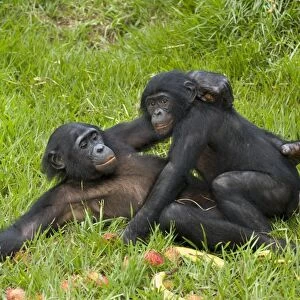 Bonobo apes mating
