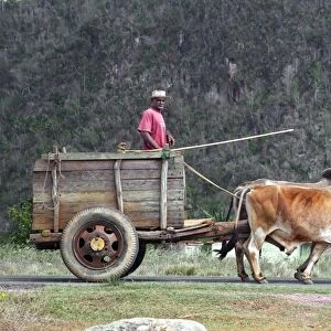 Bullock cart, Cuba C014 / 1491