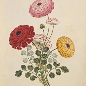 Buttercup flowers, 19th century C013 / 6772