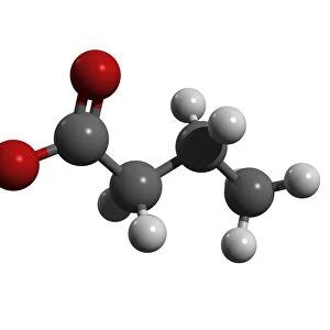 Butyric acid molecule
