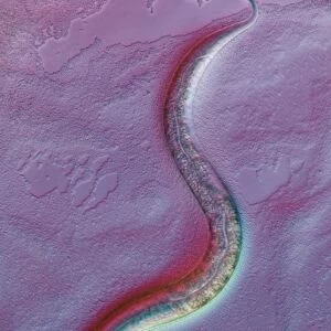 C. elegans worm, light micrograph