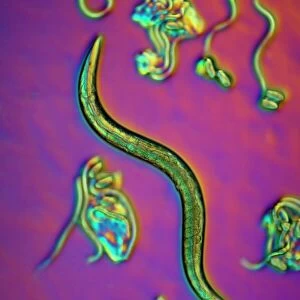 C. elegans worms, light micrograph