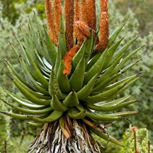 Cape Aloe (Aloe ferox)