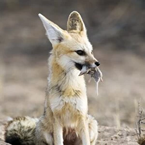 Cape fox with prey