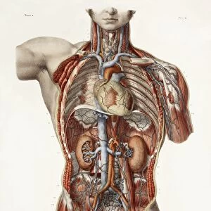 Cardiovascular system, historical artwork
