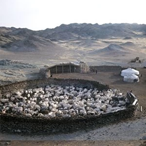 Cattle farm, Mongolia C013 / 5350