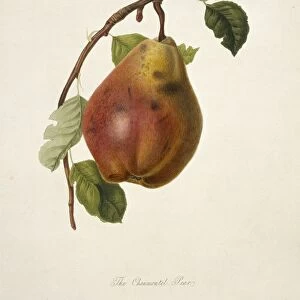 Chaumontel Pear (1818) C016 / 5454