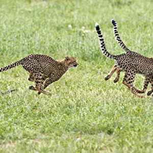 Cheetahs running C014 / 0907
