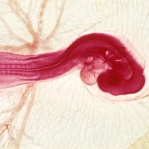 Chicken embryo