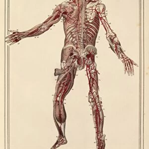 Childs arteries, 1825 artwork