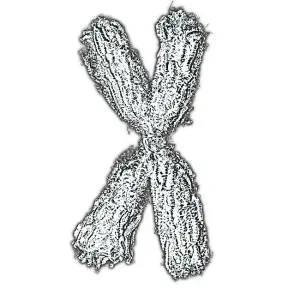 Chromosome