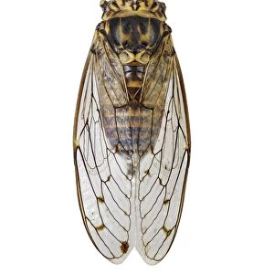 Cicada C016 / 2113