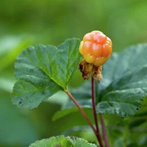 Cloudberry (Rubus chamaemorus)