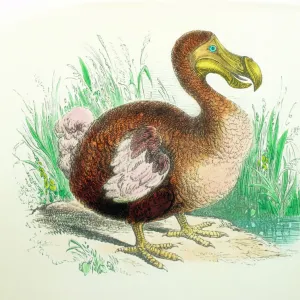 Coloured Engraving of a dodo