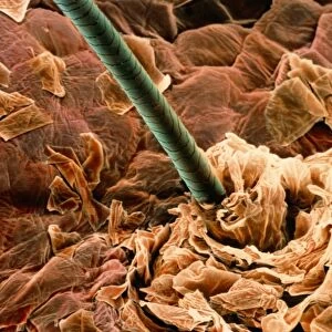 Coloured SEM of a human hair on the skin