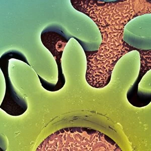 Coloured SEM of microcogs