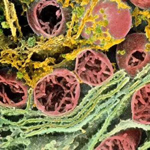 Coloured SEM of mitochondria & ER in a liver cell