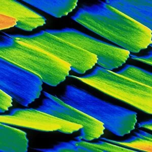 Coloured SEM of wing scales of Morpho butterfly