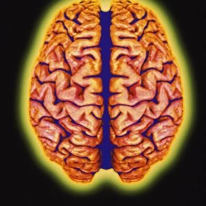 Computer artwork of the human brain (top view)