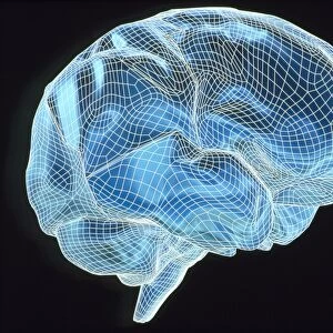 Computer artwork of a wire-frame model of a brain