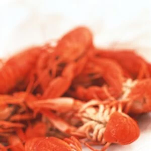 Crustaceans Collection: Yabby Crayfish