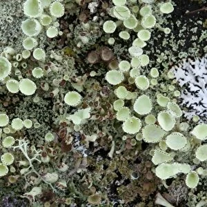 Cup lichen (Cladonia sp. )