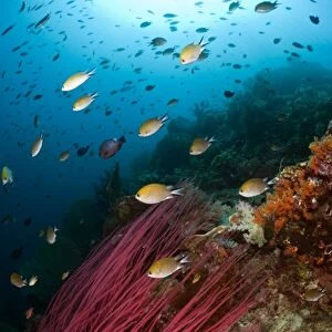 Damselfish on a reef