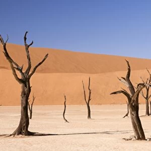 Dead Vlei, Namibia C013 / 9525