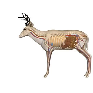 Deer anatomy, artwork