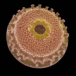 SEM Diatom Print SEM Diatom Print