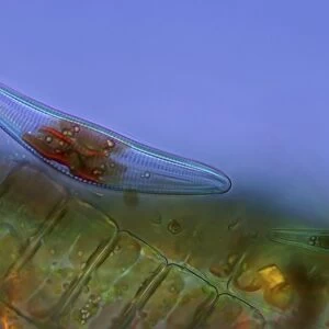 Diatoms, light micrograph