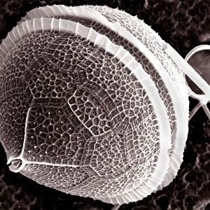 Dinoflagellate protozoan, SEM C013 / 5111