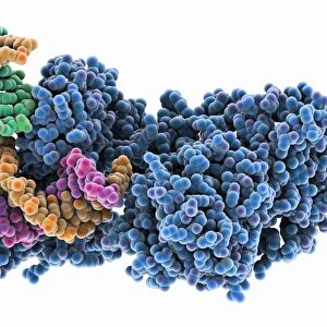 DNA repair enzyme, molecular model