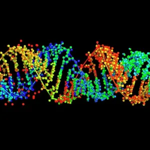 Double-stranded RNA molecule Print Double-stranded RNA molecule Print