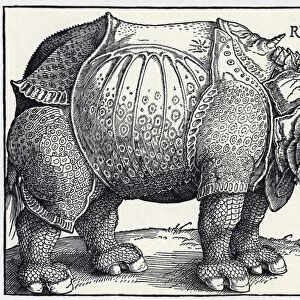 Durers Rhinoceros, 1515