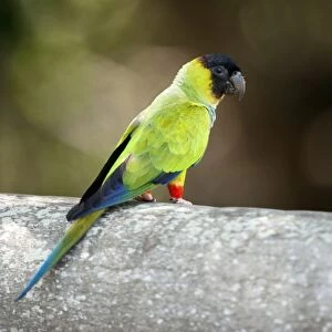 Dusky-headed parakeet C013 / 9814