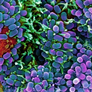 Print of E. coli bacteria under SEM, a purple rod-shaped bacterium Print of E. coli bacteria under SEM, a purple rod-shaped bacterium