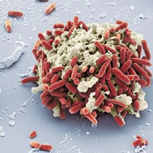 E. coli bacteria, SEM C016 / 9130