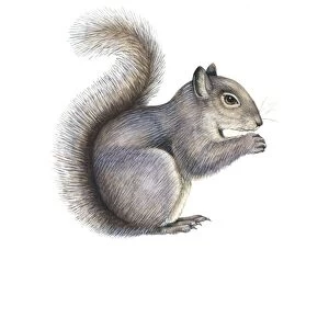 Eastern grey squirrel, artwork