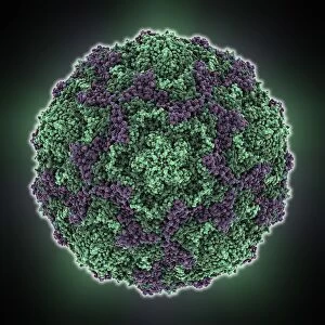 Echovirus 7 capsid, molecular model