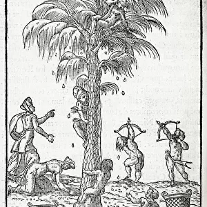 Egyptian palm tree, 16th century artwork