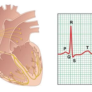 Electrical conduction of the heart