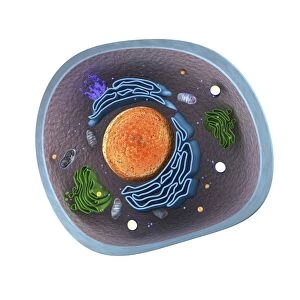 Eukaryote cell, artwork C016 / 6260