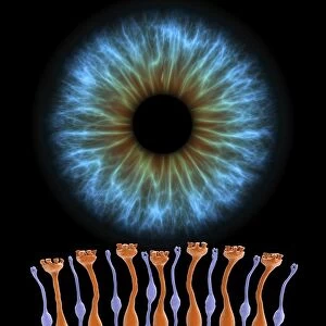 Eye retina and iris C017 / 7789