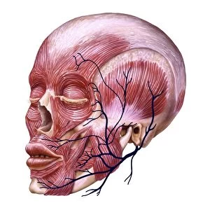 Facial nerve anatomy, artwork