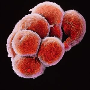 False-colour SEM of embryo at the morula stage