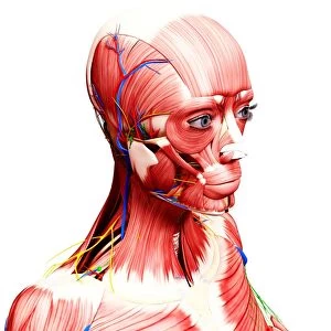 Female anatomy, artwork F007 / 3972