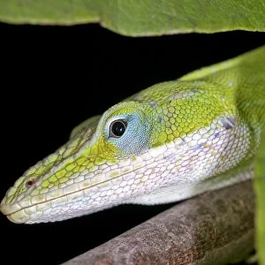 Female green anole