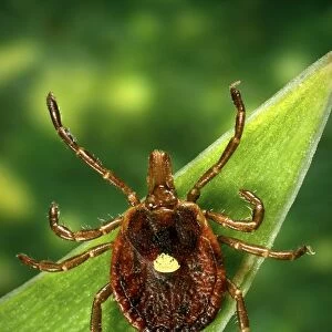 Mites Collection: Lone Star Tick