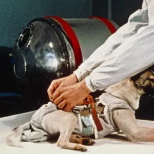 Laika the Soviet space dog in a sealed cabin Laika the Soviet space dog in a sealed cabin